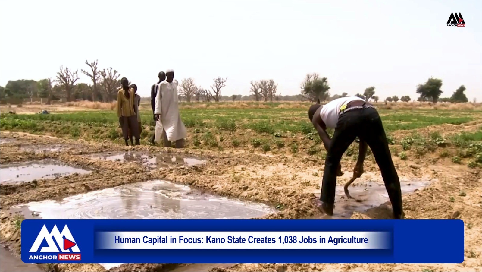 Human Capital in Focus: Kano State Creates 1,038 Jobs in Agriculture
